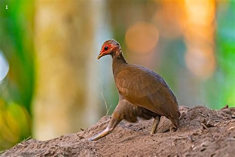 Great Nicobar: Exploring a Biodiverse Island in Peril | Roundglass ...