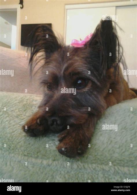 Karin terrier hi-res stock photography and images - Alamy