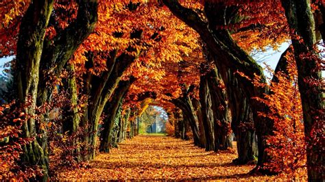 Fall Colors Wallpapers - Top Free Fall Colors Backgrounds - WallpaperAccess
