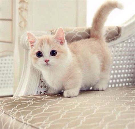Манчкин: описание породы с фото — Pet-Mir.ru