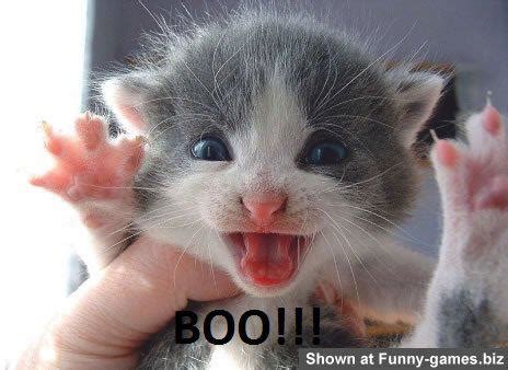 hella heaven funny cats