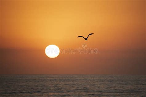 A bird and a sunset stock photo. Image of bird, coastal - 182074964