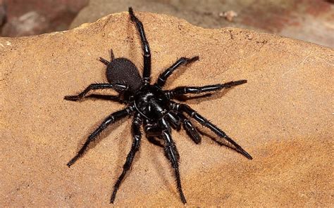 What is the Deadliest Spider in the World? - WorldAtlas