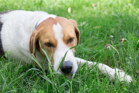 Russian Hound is Lying on a Green Green in the Park Close Up. Pet ...