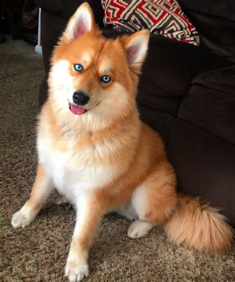Pomsky - Mix Breed of Pomeranian and Siberian Husky
