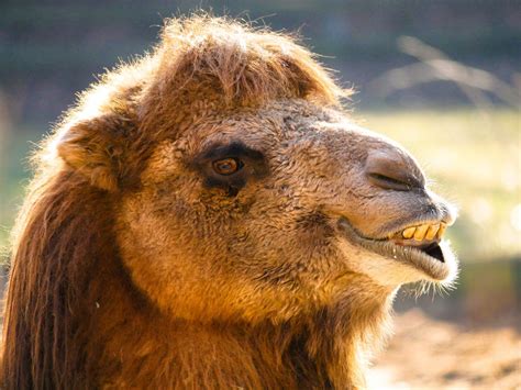 The Camel: mocking more than ever helped by Quarkus friend - Apache Camel