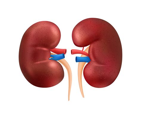 Renal Denervation | Leslie Tay Heart Specialist
