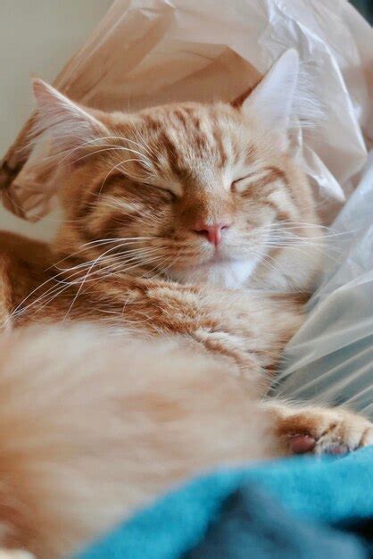 Premium Photo | Orange kitten sleeping