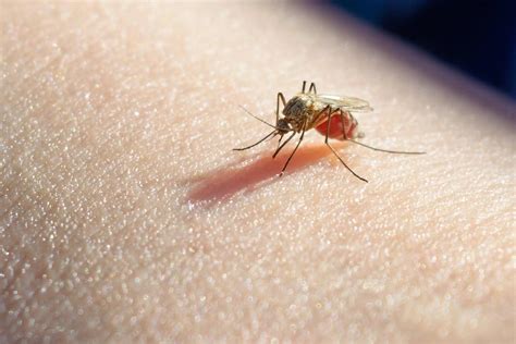 9 Diseases That Can Be Transmitted by Mosquitoes - iCharts