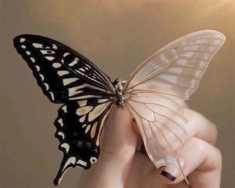 Pin by Чёрная бабочка on бабочки | Beautiful bugs, Pretty animals, Bugs ...
