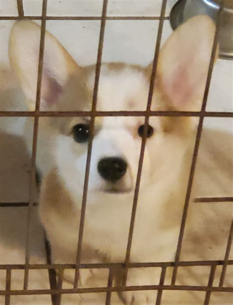 Pembroke Welsh Corgi Puppies For Sale