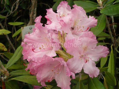 Smirnovo rododendras (Rhododendron smirnowii)