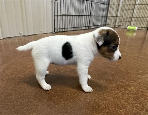SOLD - Fiona Female 1 - Tri Broken Female Jack Russell Terrier Puppy For Sale - Duke's Legacy