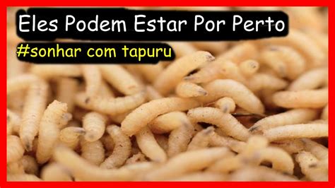 O'que Significa Sonhar Com Tapuru - SONHAR COM TAPURU VÁRIOS SIGNIFICADOS DE TAPURUS EM SONHO - YouTube