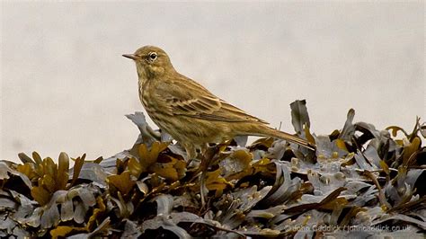 Rock Pipit - John Caddick | John Caddick