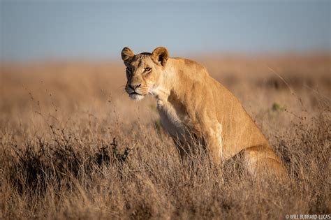 Lions | Photos Pictures Images