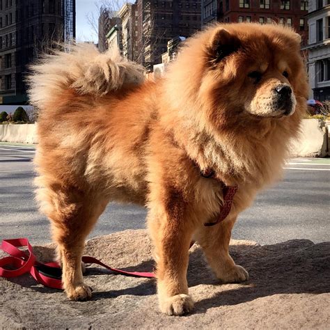 Teacup Chow Chow