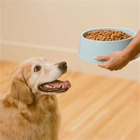 What Is The Highest Calorie Puppy Food