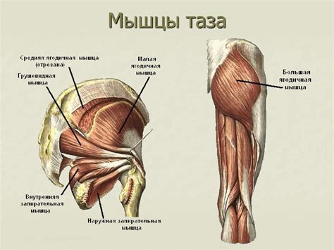 Мышцы конечностей - презентация онлайн
