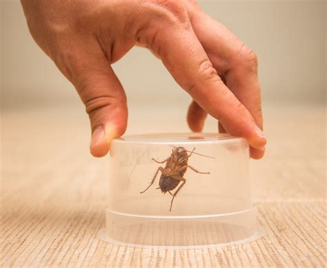 DIY Pest Control Solutions that actually work • Flick Pest Control