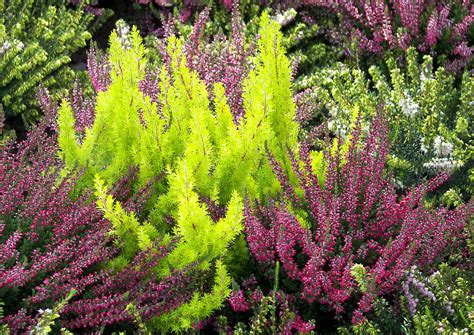 A calluna, vagyis csarab