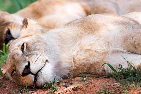 110+ Albino Lioness Stock Photos, Pictures & Royalty-Free Images - iStock