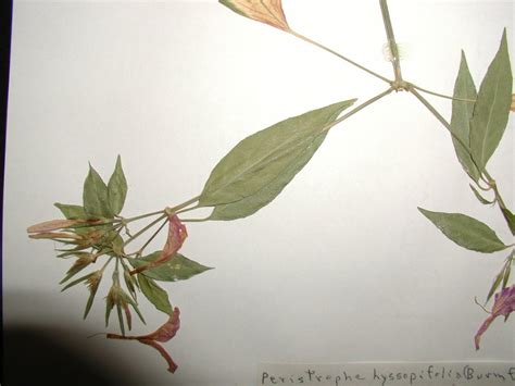 peristrophe hyssopifolia acanthaceae image   plantsystematicsorg