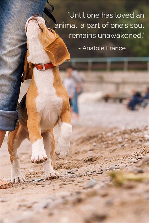 'Until one has loved an animal, a part of one's soul remains unawakened ...