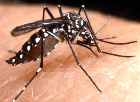 Mosquito É Vertebrado Ou Invertebrado - Ciencias Naturales : Los animales vertebrados e invertebrados