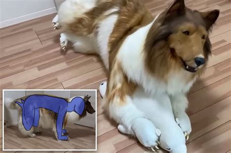 How the 'human collie' fits into his $14K dog costume: 'Creepy'