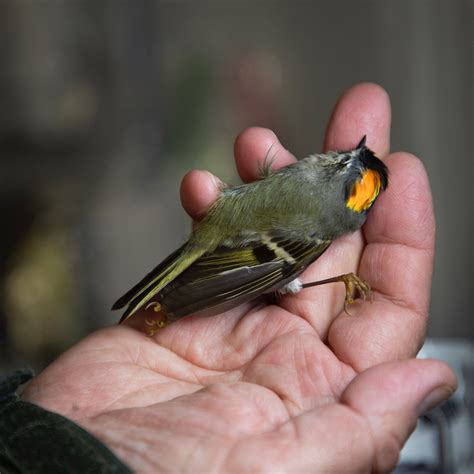 Project Safe Flight — ALABAMA AUDUBON