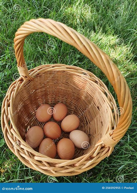 chicken eggs  collected   laying nest   chicken coop