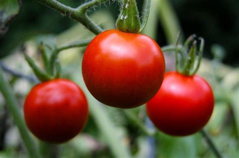 tomatoes - Everything Backyard