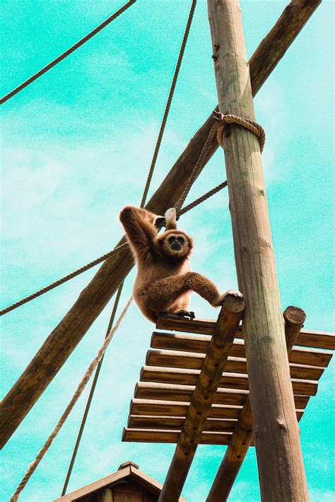 Top 999+ Gibbon Wallpaper Full HD, 4K Free to Use