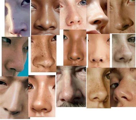 types  noses    shape reveals   personality