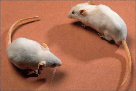 top  reasons    scared  mice pethelpful