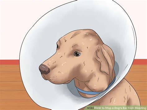 dog cut ear how to stop bleeding