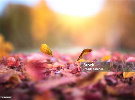 falling   ground stock photo  image  autumn autumn