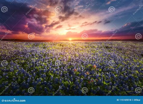 Texas Bluebonnet Sunset stock photo. Image of texas - 115169018