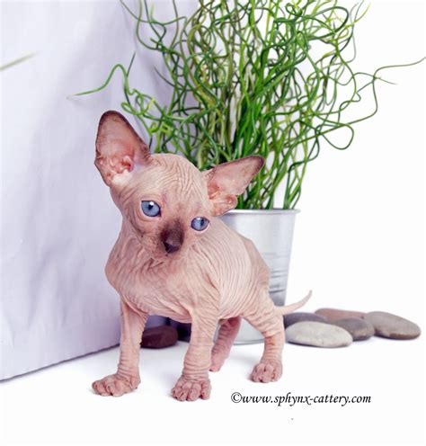 Post - Sphynx Cattery