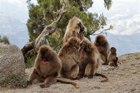 Baboon - Unique Animals of the World - WorldAtlas