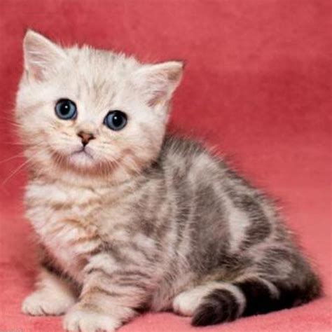 ragdoll munchkin kittens for sale Archives - Best Cat Breed 4 Home