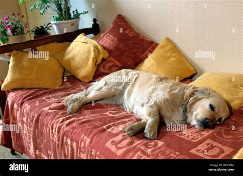 Golden retriever dog asleep on bed in sleeping room at home in house ...