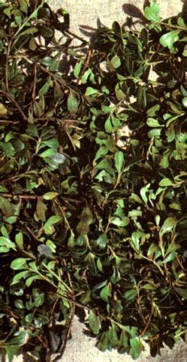 Толокнянка обыкновенная (Arctostaphylos uva ursi Spr.) / Herbal Expert