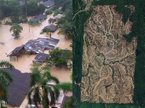 "We Are Living in The Era of Climate Change": M'sians Tie Deforestation