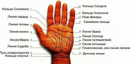 Линии на руке: на левой и правой руке, советы и рекомендации