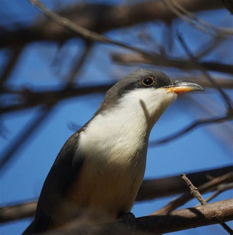 Mangrove Cuckoo - eBirdr