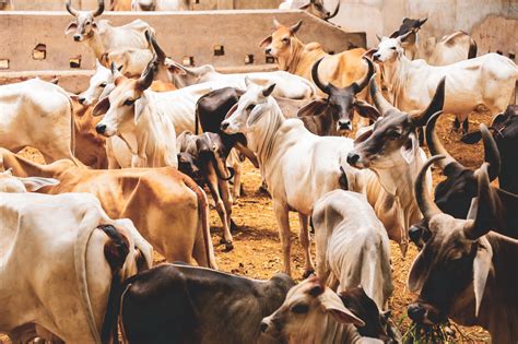 indian dairy farming indian cattle premium photo
