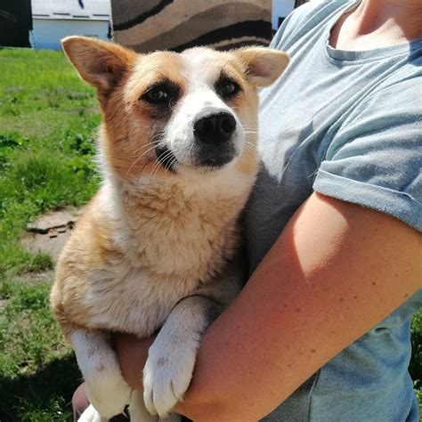 Milly is Geadopteerd - Stichting Zilver