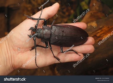 Titanus Giganteus Titan Beetle Largest Beetle Stock Photo 2121746492 ...